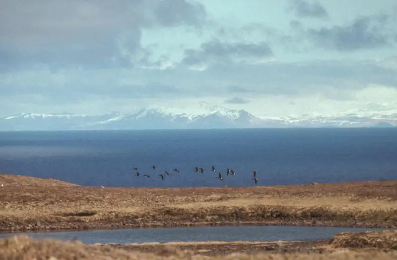 Aleutian Cackling Geese in Flight Over Amchitka Island [1]