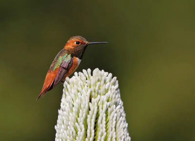 A male Allen's Hummingbird guards his flower patch near Santa Cruz, CA.