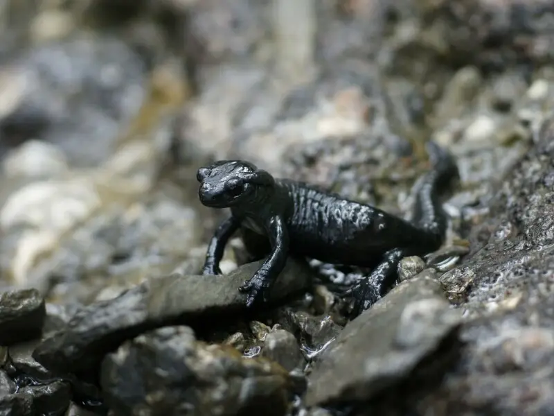 Der Alpensalamander (Salamandra atra) ist eine schwarz gef?rbte, landlebende Art der Schwanzlurche.