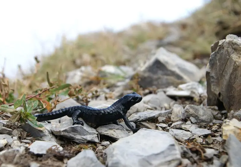 Der Alpensalamander (Salamandra atra) ist eine schwarz gef?rbte, landlebende Art der Schwanzlurche. Gesehen auf dem Doblermannskopf auf 1900m in Schoppernau.