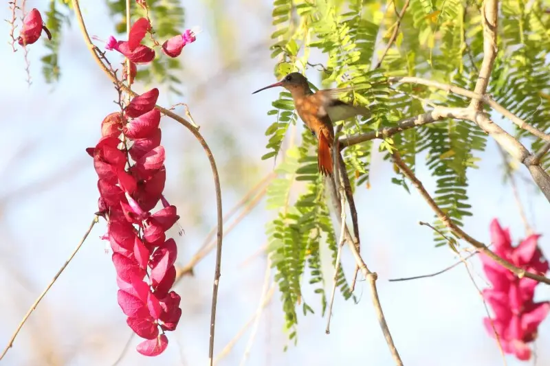 Cinnamon Hummingbird (Amazilia rutila)