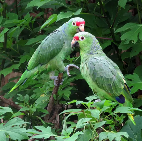 Amazona autumnalis--  Red-lored Parrots