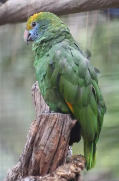 Amazona_dufresniana is native of Suriname and Guyana. This specimen is from Palmitos Park, Gran Canaria.
