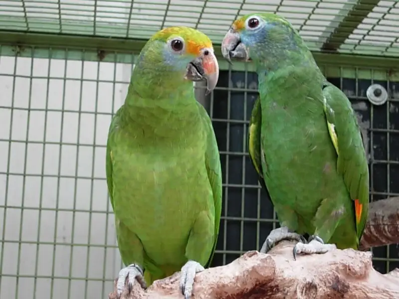 Blue-cheeked Amazon (also known as Blue-cheeked Parrot or Dufresne's Amazon). Two in a cage with nesting box.