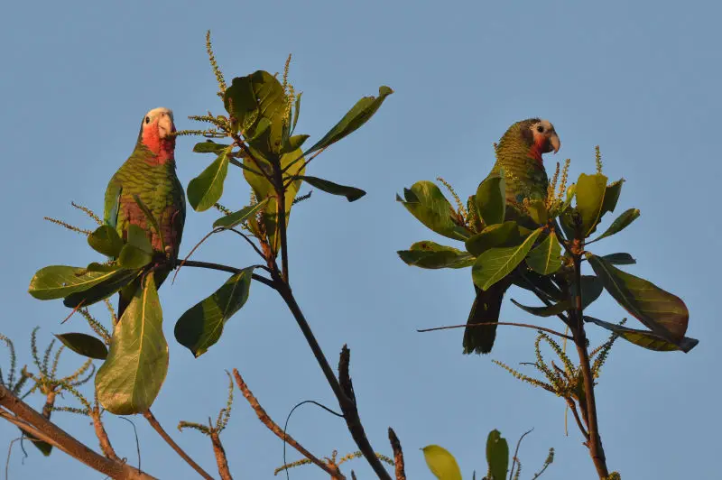 Amazona leucocephala