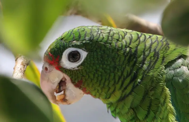 A Puerto Rican Amazon at Iguaca Aviary, Puerto Rico.