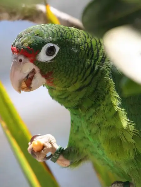 A Puerto Rican Amazon at Iguaca Aviary, Puerto Rico.