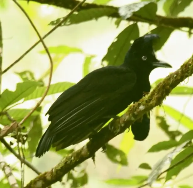 Podocarpus Reserve - Ecuador