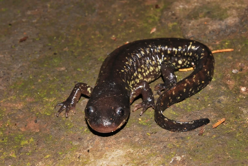 Blunt-headed salamander