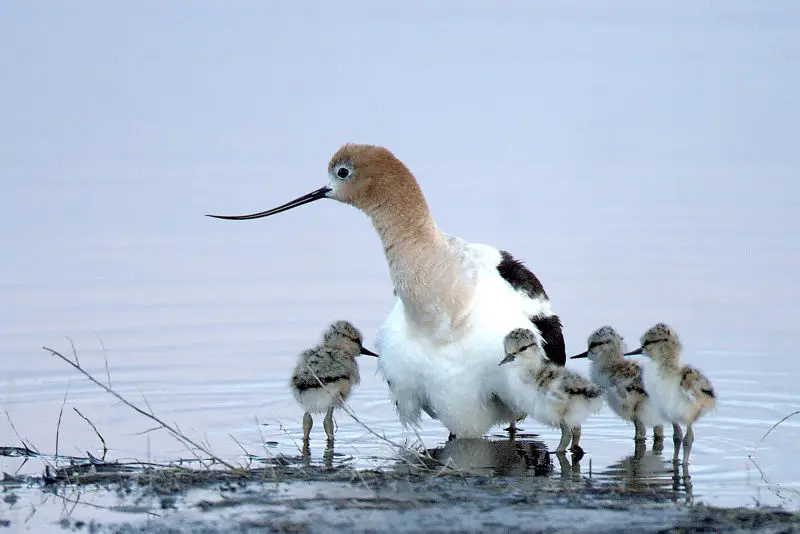 American Avocet chicks and adult