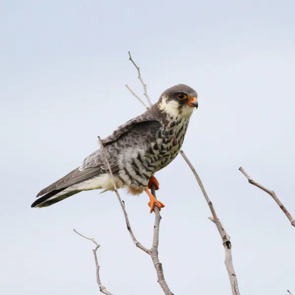 Amur falcon, Falco amurensis, female at Kruger Park