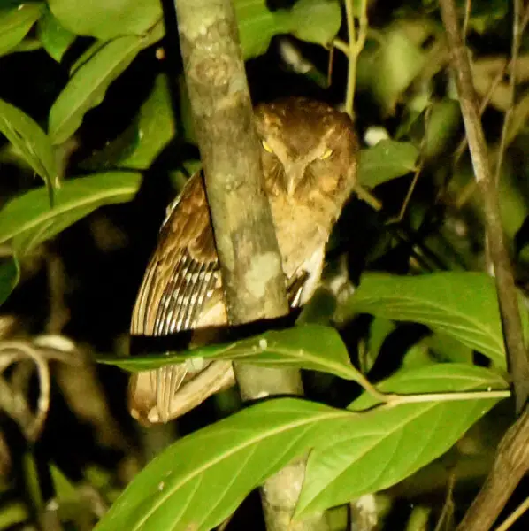 Andaman scops owl (Otus balli)