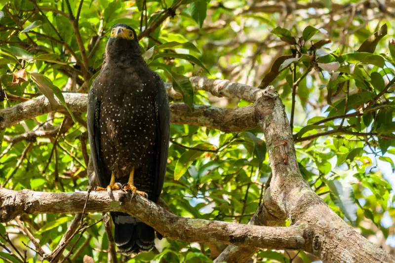 Andaman serpent eagle, a species endemic to the Andaman Islands.