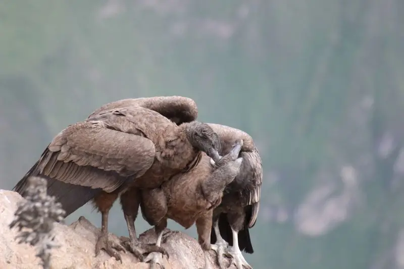 Andean condor (Vultur gryphus), family