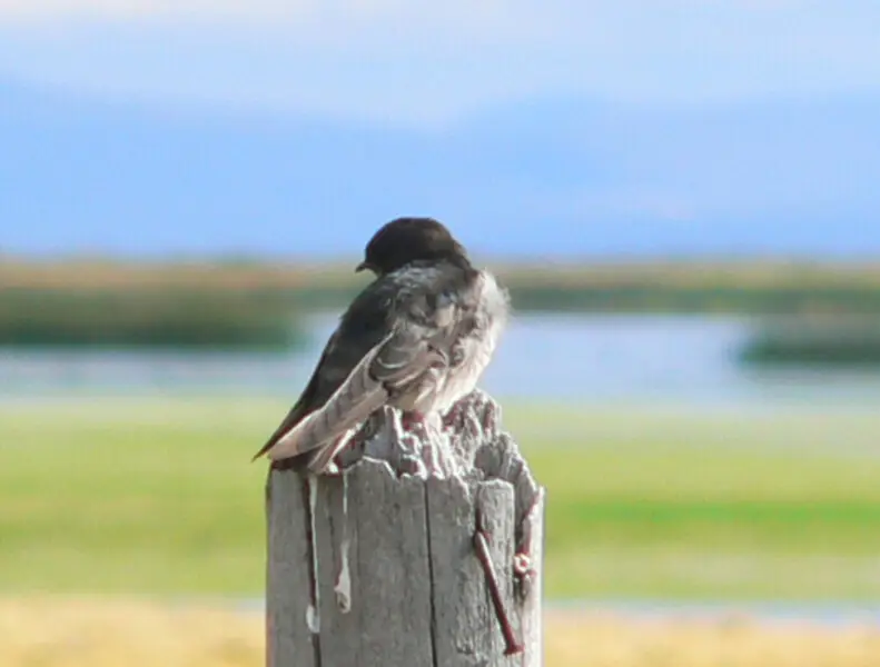 Andean swallow Facts, Diet, Habitat & Pictures on Animalia.bio