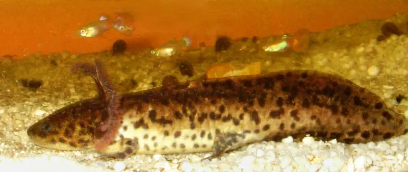 Anderson's Salamander, Ambystoma andersoni.