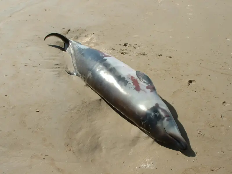 A neonatal Andrews' Beaked Whale beachwashed and newly deceased at Ocean Beach, near Strahan, Tasmania. The identity was established by DNA analysis.