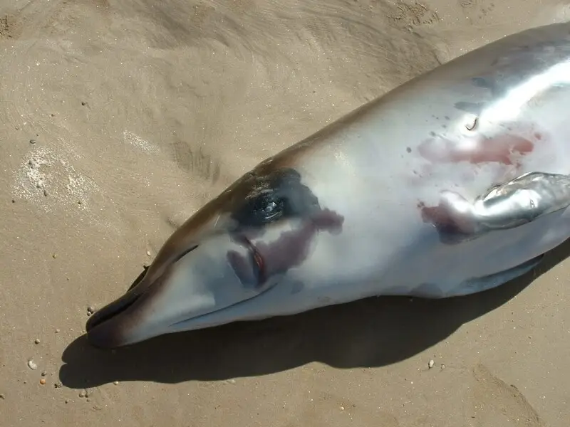 Head of a neonatal Andrews' Beaked Whale beachwashed and newly deceased at Ocean Beach, near Strahan, Tasmania. The identity was established by DNA analysis.