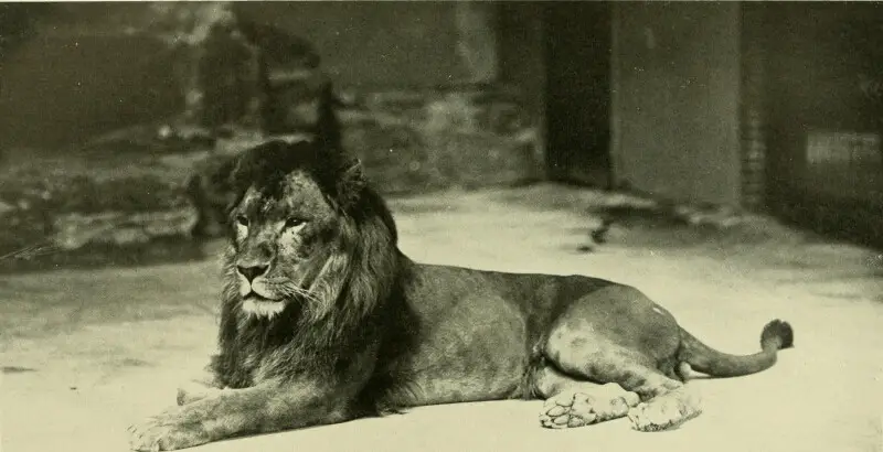Young male Nubian lion
Title: Annual report - New York Zoological Society
Identifier: annualreportnewy81903newy (find matches)
Year: 1903 (1900s)
Authors: New York Zoological Society
Subjects: Zoology
Publisher: New York, The Society
Contributing Library: