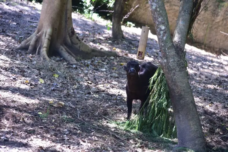 Anoa, or the world's smallest buffalo