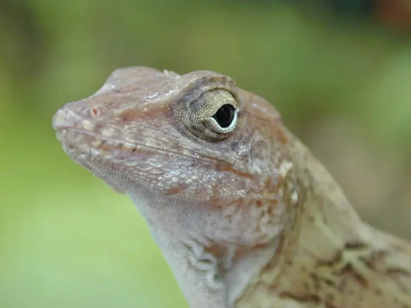 Large-headed anole - Facts, Diet, Habitat & Pictures on Animalia.bio