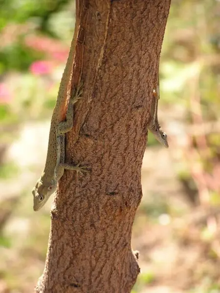 Anolis gingivinus on tree trunk