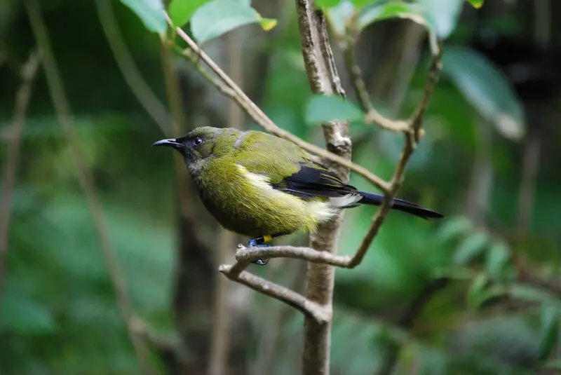 A New Zealand Bellbird on Tiritiri Matangi Island, New Zealand.