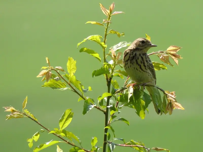 Tree pipit Facts, Diet, Habitat & Pictures on Animalia.bio