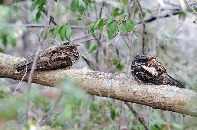Two Puerto Rican Nightjars in Puerto Rico.