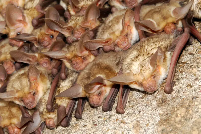 Pallid bat Facts, Diet, Habitat & Pictures on Animalia.bio