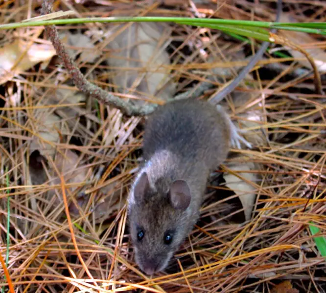 An adult Taiwan field mouse (Apodemus semotus) at Wuling recreational area of Shei-Park National Park in Taiwan. The image is at 72 pixels/inch resolution.