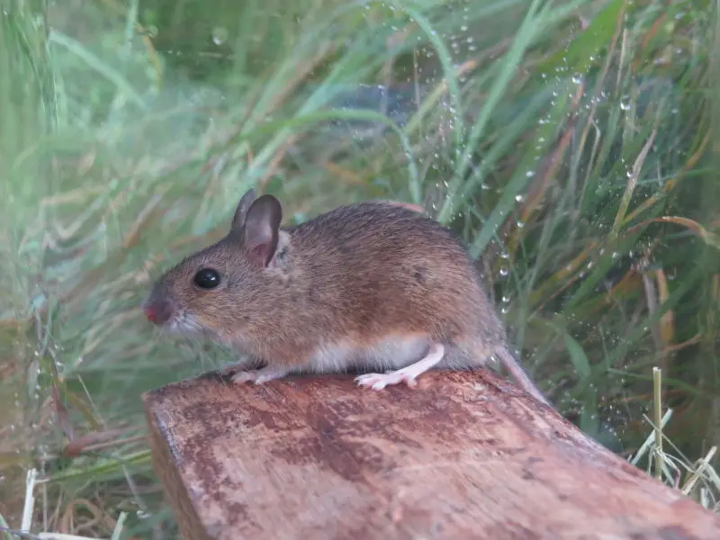 Wood Mouse - Facts, Diet, Habitat & Pictures on Animalia.bio