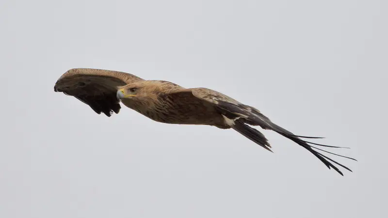 Aquila adalberti, a flying juvenile