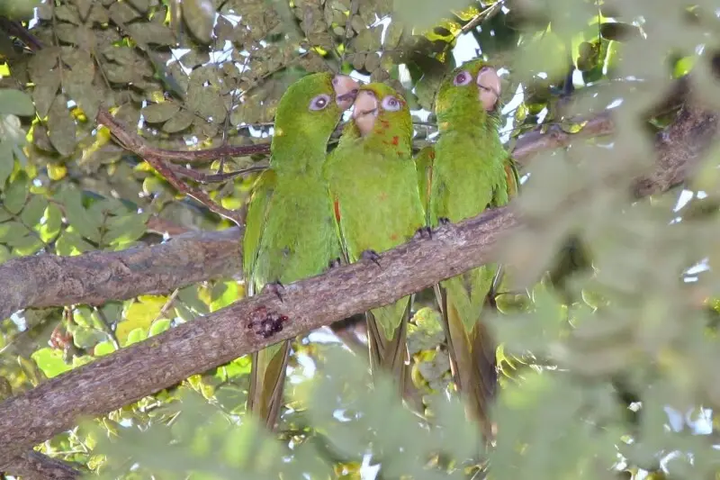Three Cuban Parakeets perching in a tree in Cuba.