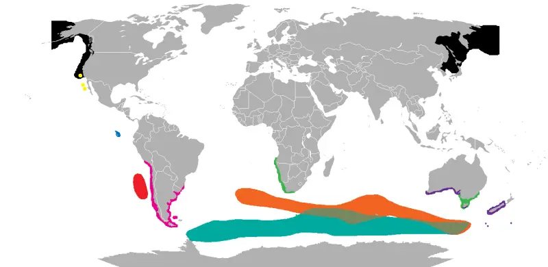 Geographic distribution of fur seals. Note that Arctocephalinae is probably paraphyletic and is being deprecated.
Derived from constituent taxa. Largely the same as Arctocephalus.png

&#160; Callorhinus ursinus
&#160; Arctocephalus gazella
&#160; Arctocep