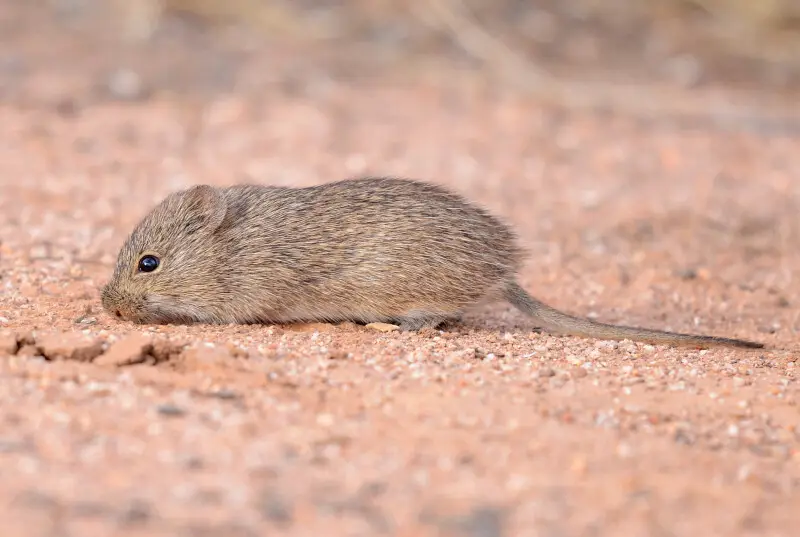 Arizona Cotton Rat (Sigmodon arizonae) in southern Arizona, Cochise County