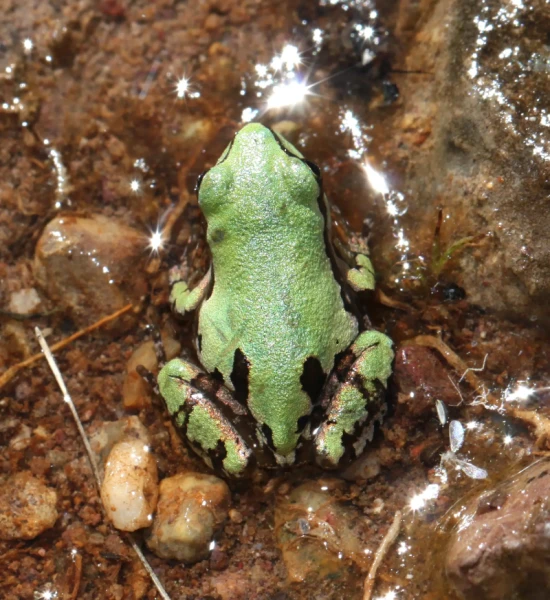 Wright's mountain tree frog