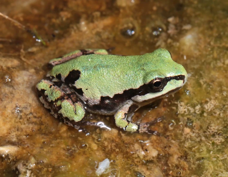 Wright's mountain tree frog