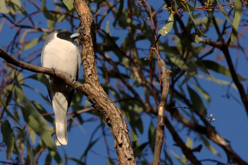 A Masked Woodswallow in Australia.