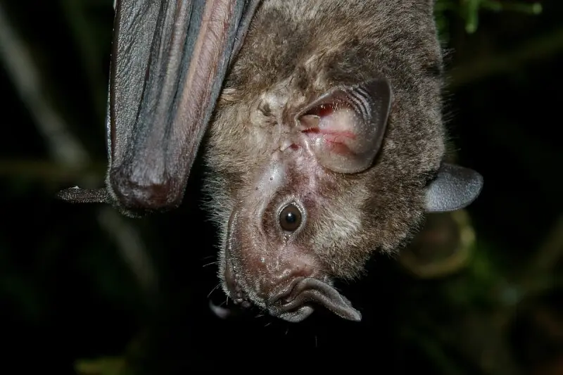 Jamaican fruit bat - Facts, Diet, Habitat & Pictures on Animalia.bio