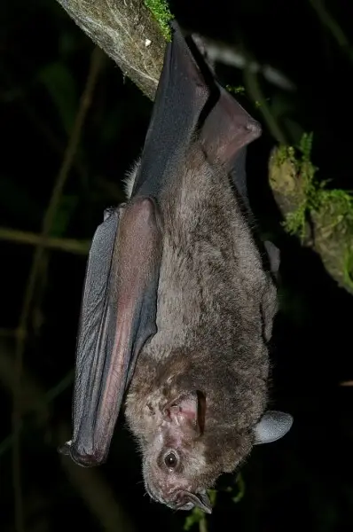 Jamaican fruit bat - Facts, Diet, Habitat & Pictures on Animalia.bio