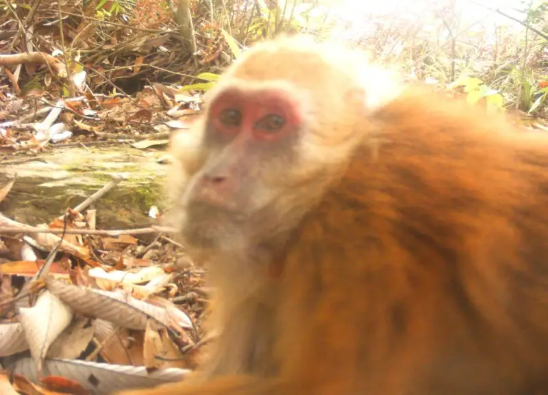 Arunachal macaque from Bugun and Shertukpen forests around Eaglenest WLS