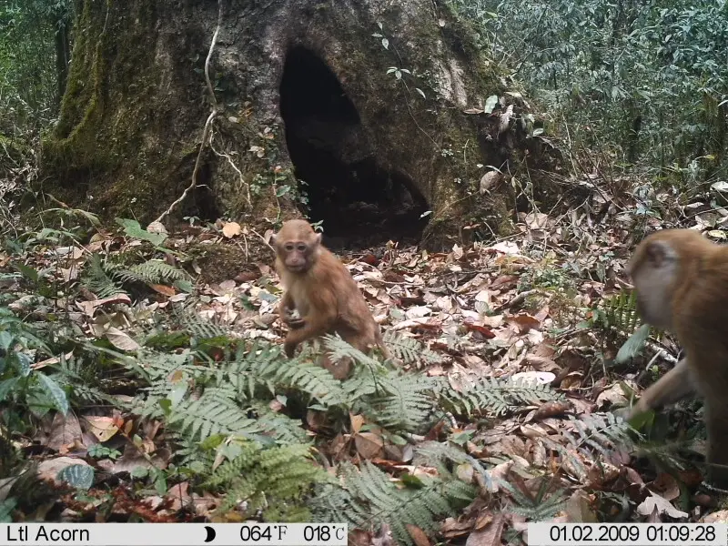 Arunachal macaque on a camera trap in Eaglenest Wildlife Sanctuary