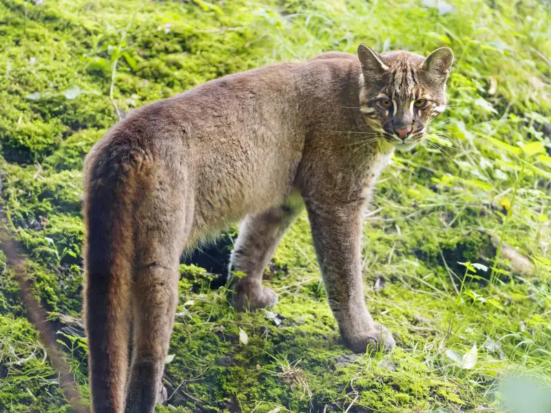Asian Golden Cat Facts Diet Habitat Pictures On Animalia bio Asian Golden Cat Facts Diet Habitat Pictures On Animalia bio