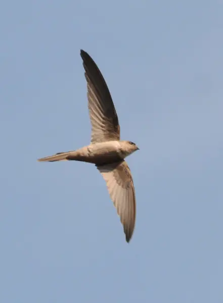 Asian palm swift - Facts, Diet, Habitat & Pictures on Animalia.bio