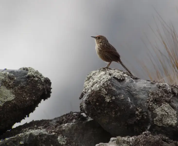 Scribble-tailed Canastero; Pongo, La Paz, Bolivia
