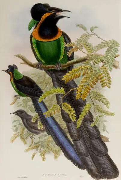 Astrapia nigra- The birds of New Guinea and the adjacent Papuan islands&#160;: including many new species recently discovered in Australia. v.1 (Plate XVII).