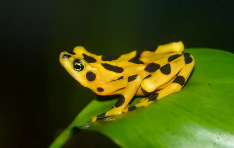 The Panamanian golden frog (Atelopus zeteki) is a critically endangered toad which is endemic to Panama.