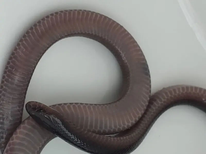 Southern Stiletto Snake (Atractaspis bibronii)