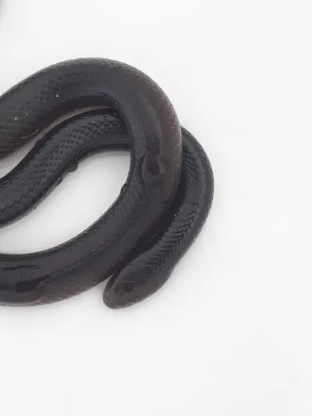 Southern Stiletto Snake (Atractaspis bibronii)